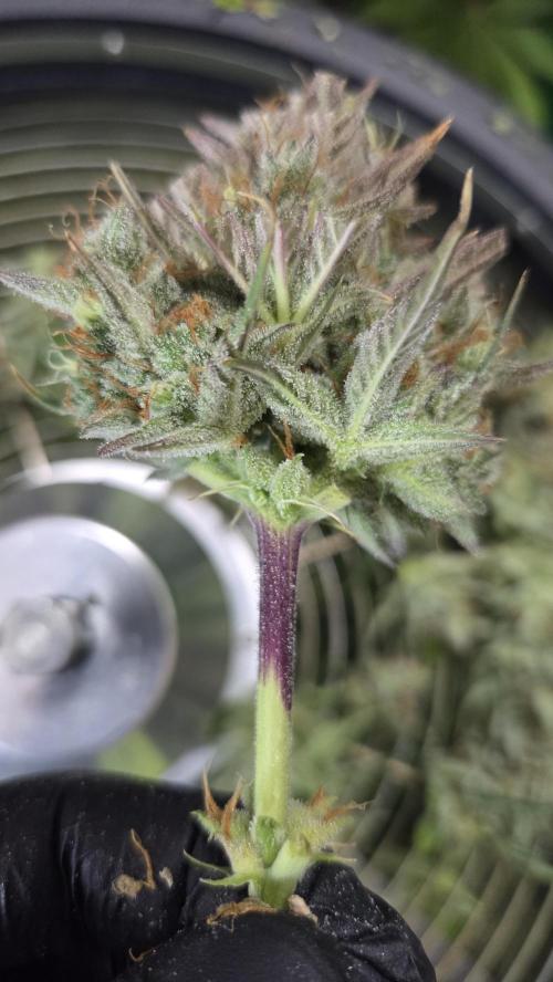 Gorilla Punch Auto 🦍🥊. Week 12
