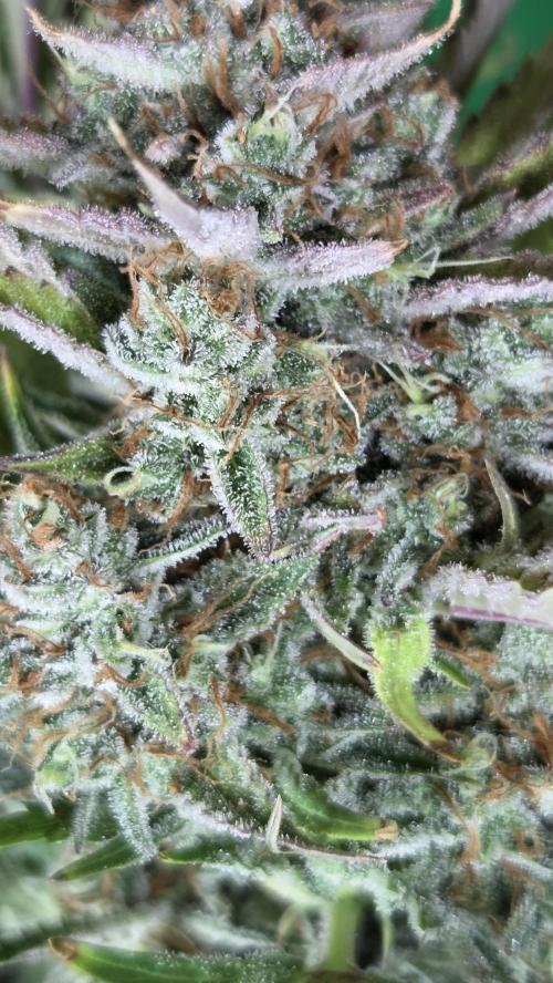Gorilla Punch Auto 🦍🥊. Week 12