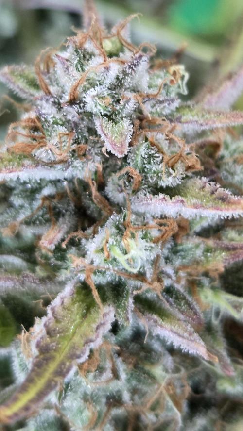 Gorilla Punch Auto 🦍🥊. Week 12