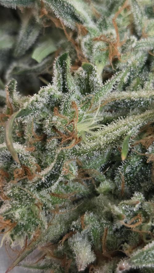 Gorilla Punch Auto 🦍🥊. Week 12