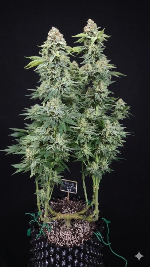 Blue Gelato 41 🍦. Week 17