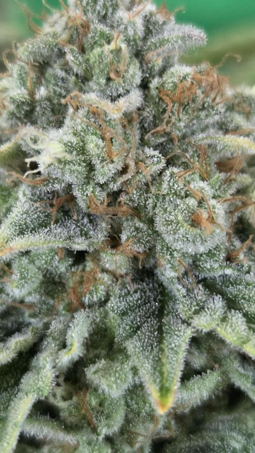 Blue Gelato 41 🍦. Week 17
