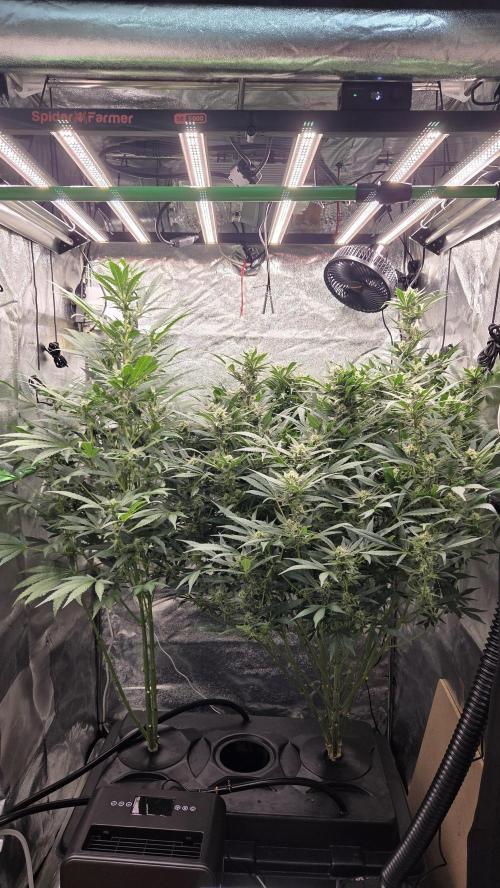 DWC - Frostbanger ❄️💥. Week 9