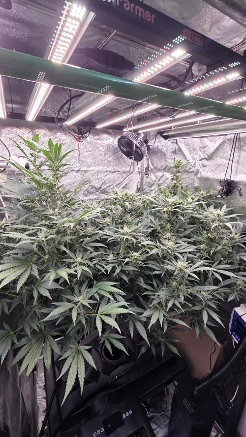 DWC - Frostbanger ❄️💥. Week 9