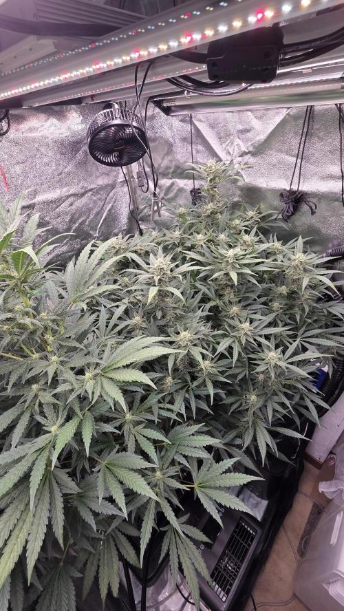 DWC - Frostbanger ❄️💥. Week 9