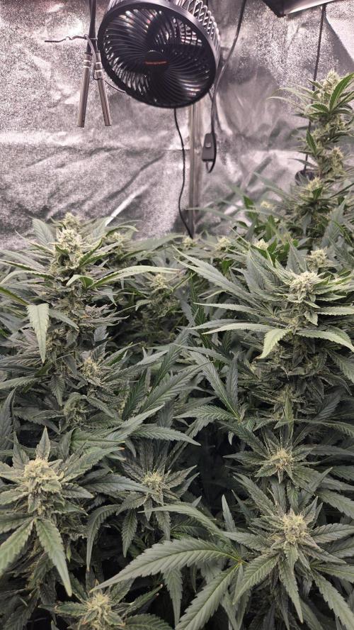 DWC - Frostbanger ❄️💥. Week 9