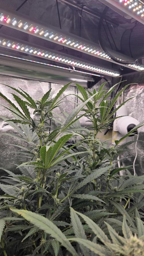 DWC - Frostbanger ❄️💥. Week 9