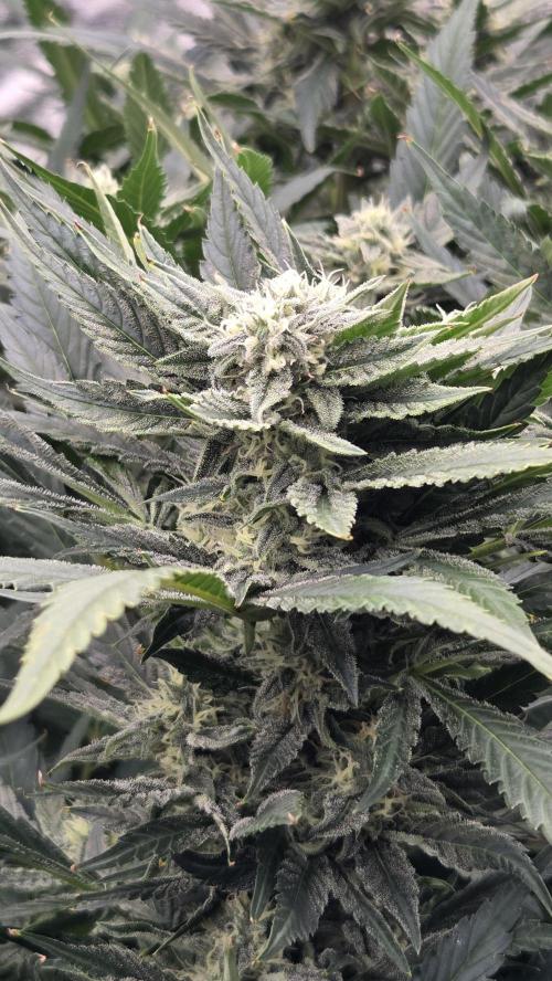 DWC - Frostbanger ❄️💥. Week 9