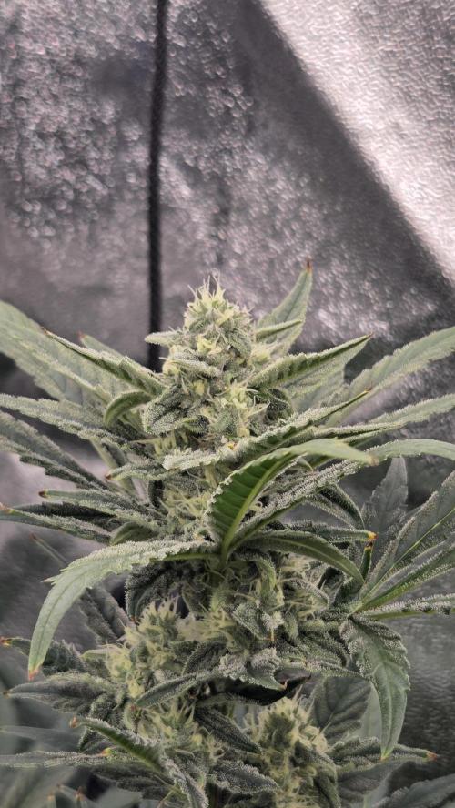 DWC - Frostbanger ❄️💥. Week 9