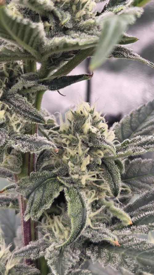 DWC - Frostbanger ❄️💥. Week 9