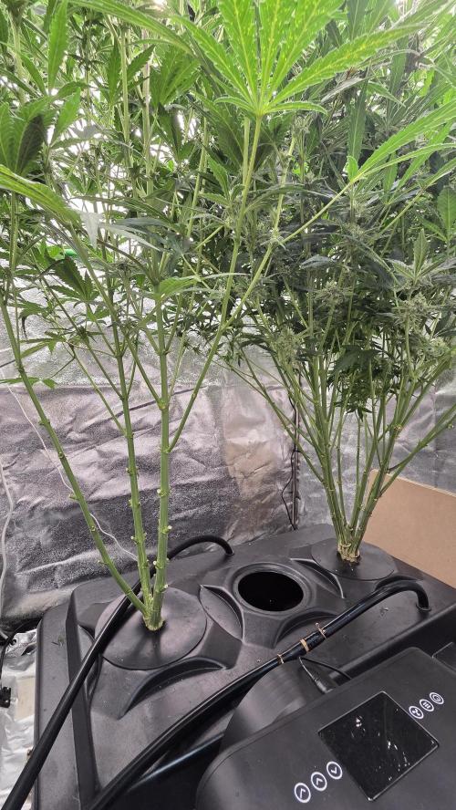 DWC - Frostbanger ❄️💥. Week 9