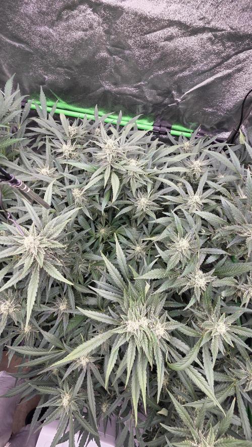 DWC - Frostbanger ❄️💥. Week 9