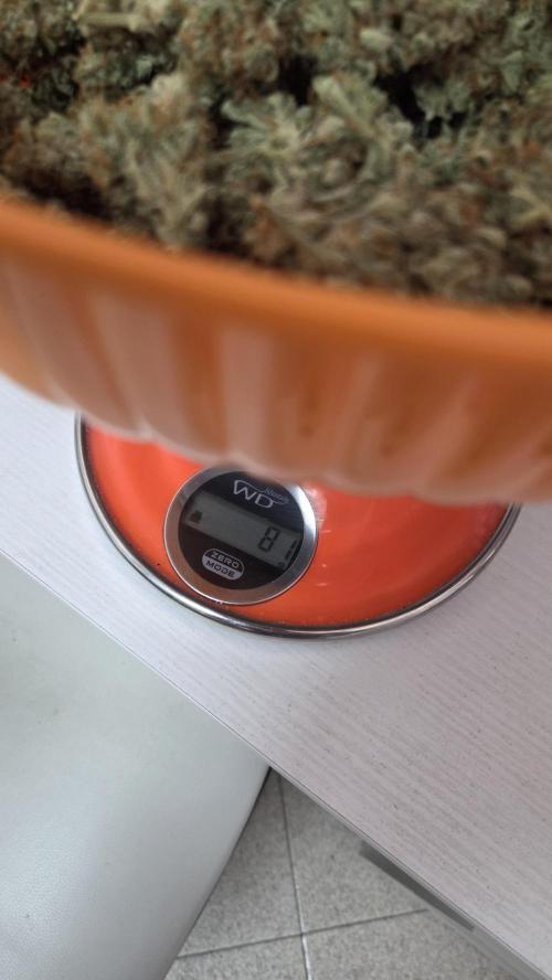 Gorilla Punch Auto 🦍🥊. Week 12
