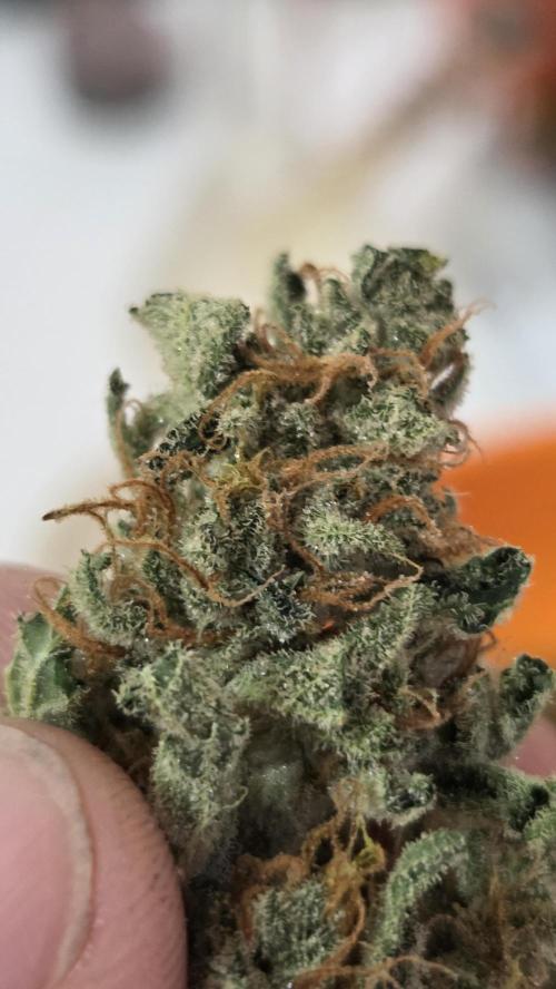Gorilla Punch Auto 🦍🥊. Week 12