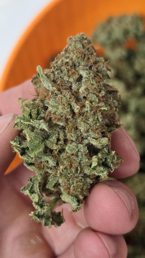 Blue Gelato 41 🍦. Week 17