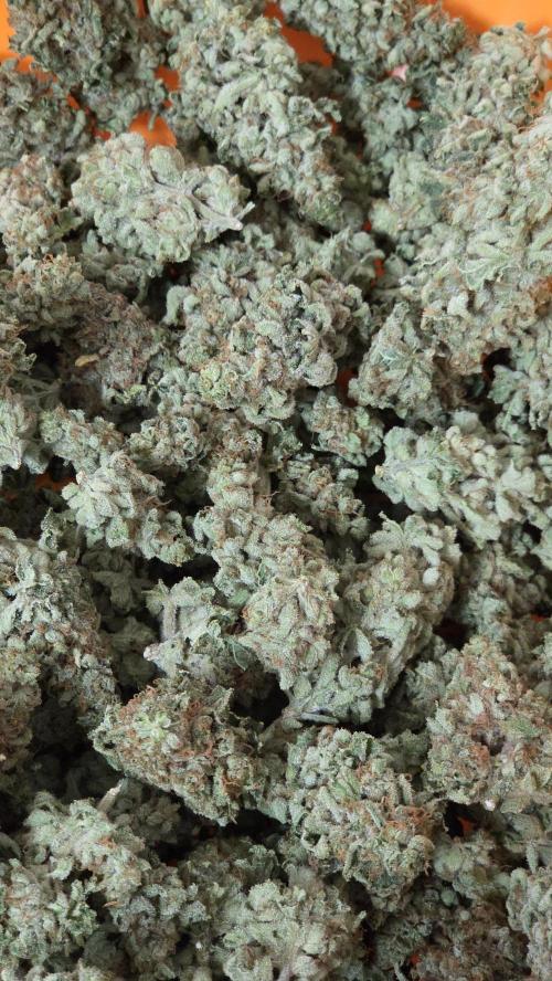 Blue Gelato 41 🍦. Week 17