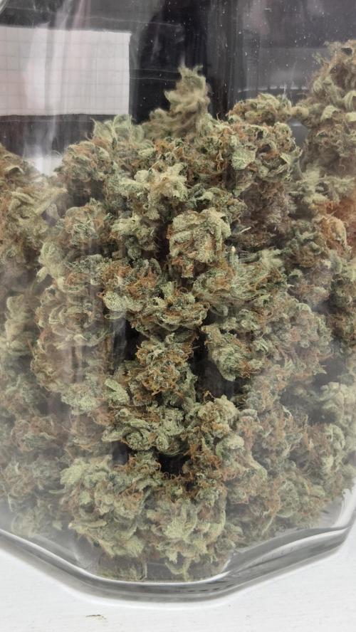 Gorilla Punch Auto 🦍🥊. Week 12