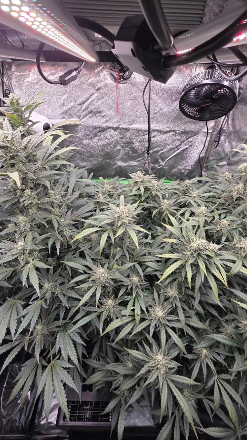 DWC - Frostbanger ❄️💥. Week 10
