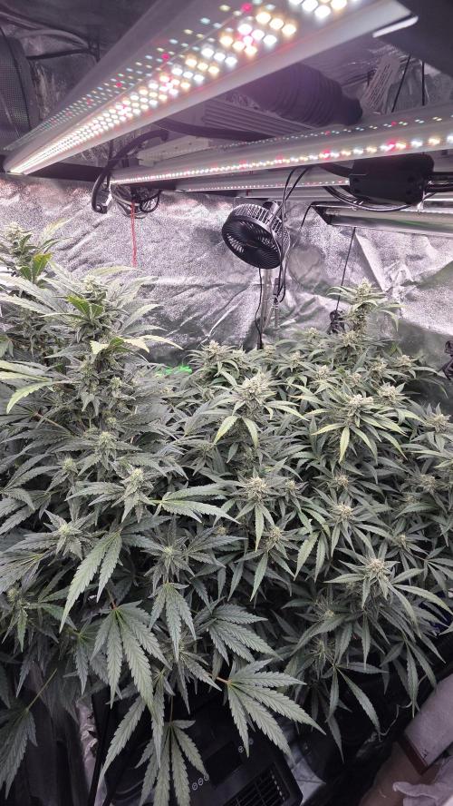 DWC - Frostbanger ❄️💥. Week 10
