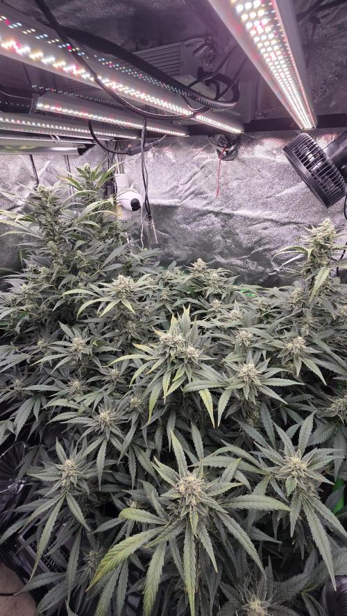 DWC - Frostbanger ❄️💥. Week 10