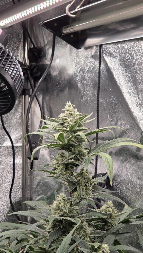DWC - Frostbanger ❄️💥. Week 10