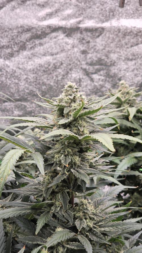 DWC - Frostbanger ❄️💥. Week 10