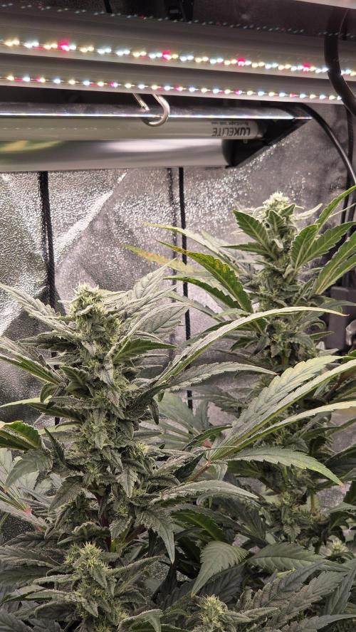 DWC - Frostbanger ❄️💥. Week 10