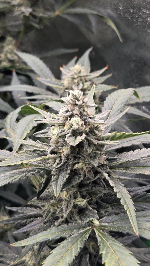 DWC - Frostbanger ❄️💥. Week 10