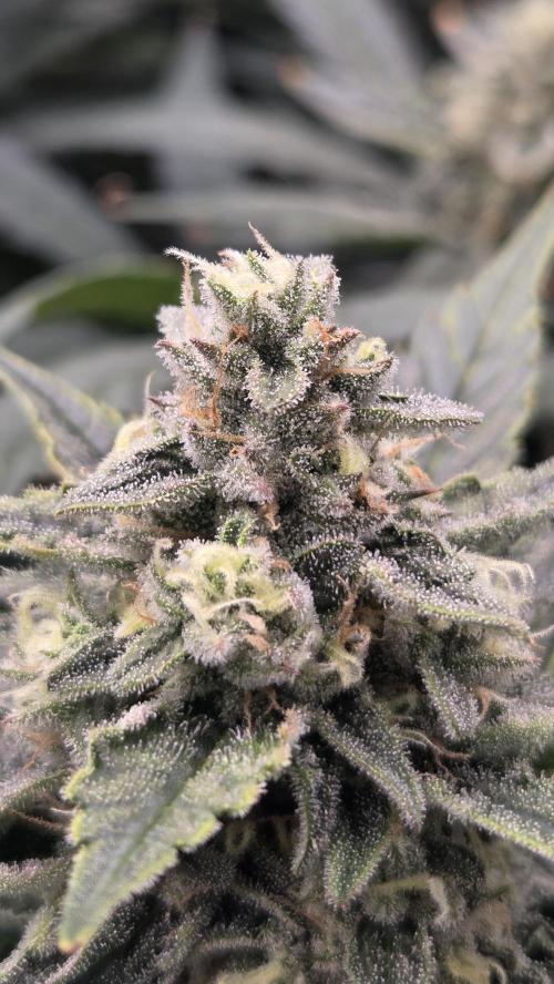 DWC - Frostbanger ❄️💥. Week 10