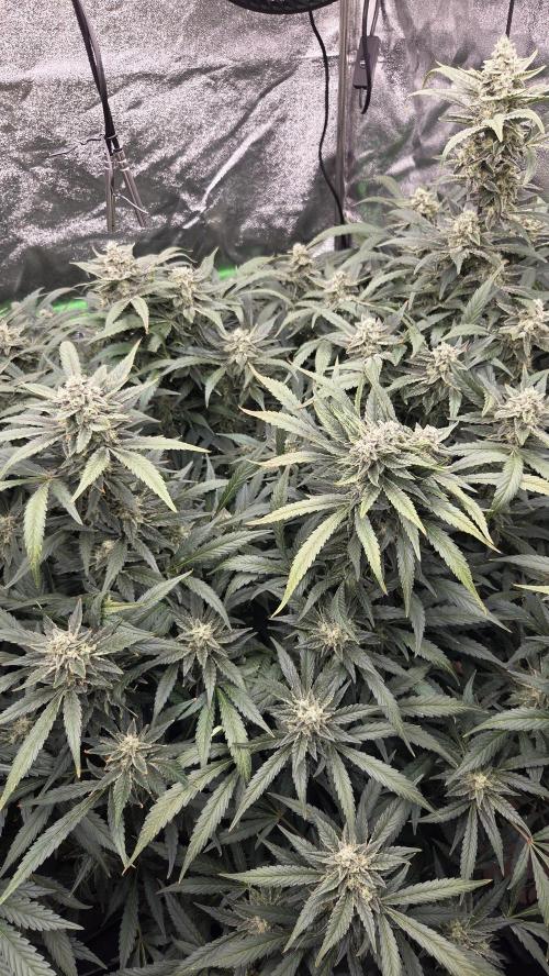 DWC - Frostbanger ❄️💥. Week 10