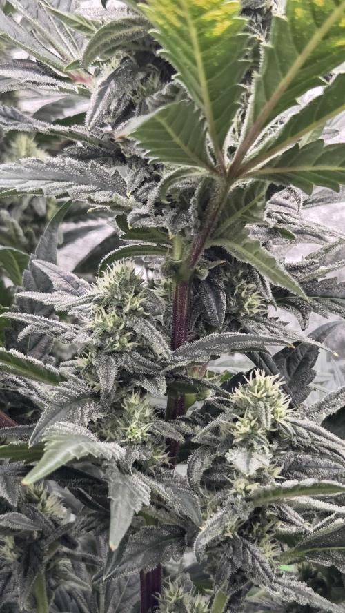 DWC - Frostbanger ❄️💥. Week 10