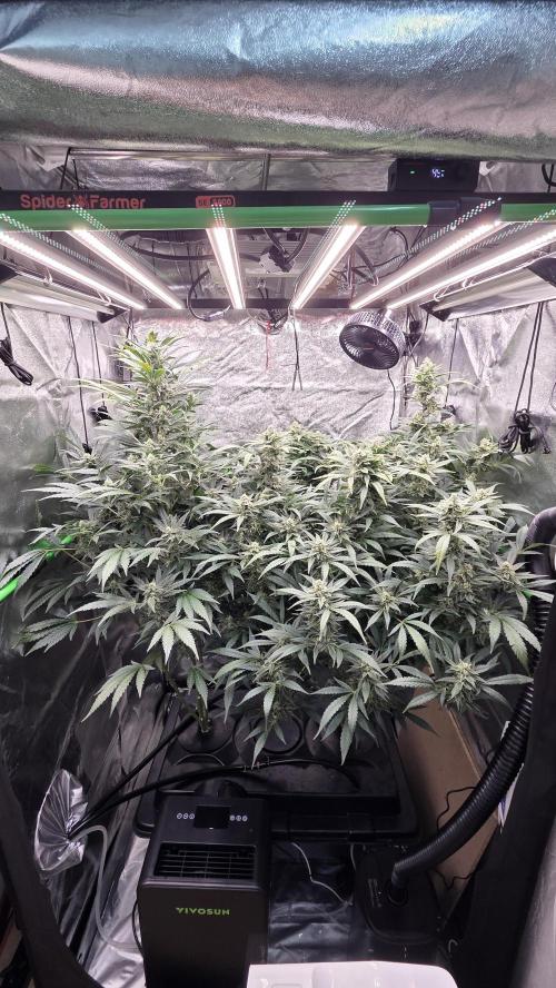 DWC - Frostbanger ❄️💥. Week 10