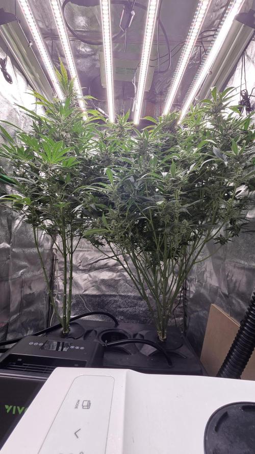 Frostbanger Auto. Week 10