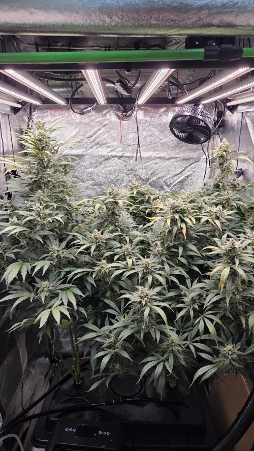 DWC - Frostbanger ❄️💥. Week 11