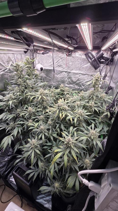 DWC - Frostbanger ❄️💥. Week 11