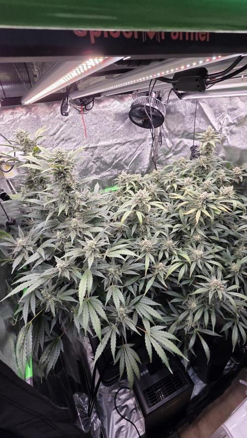 DWC - Frostbanger ❄️💥. Week 11
