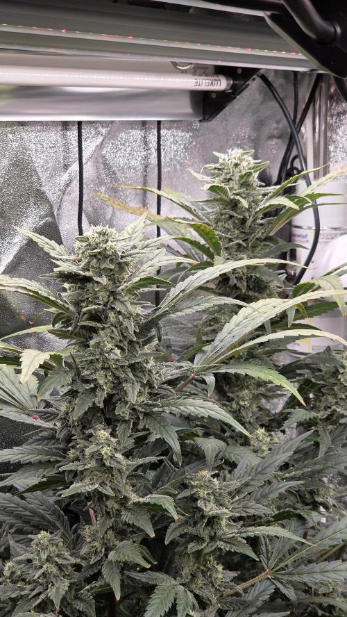 DWC - Frostbanger ❄️💥. Week 11
