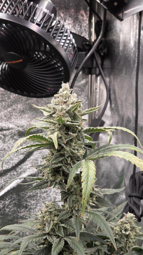 DWC - Frostbanger ❄️💥. Week 11