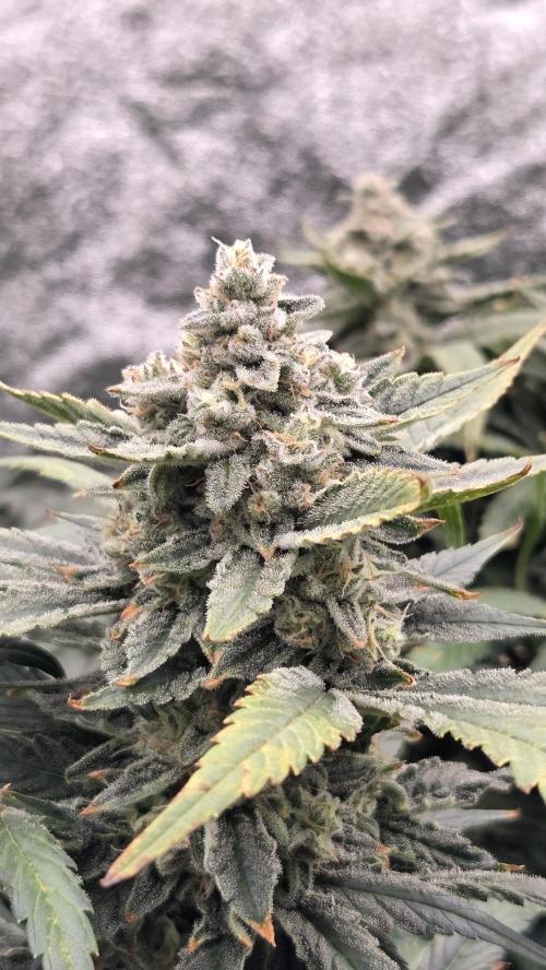 DWC - Frostbanger ❄️💥. Week 11