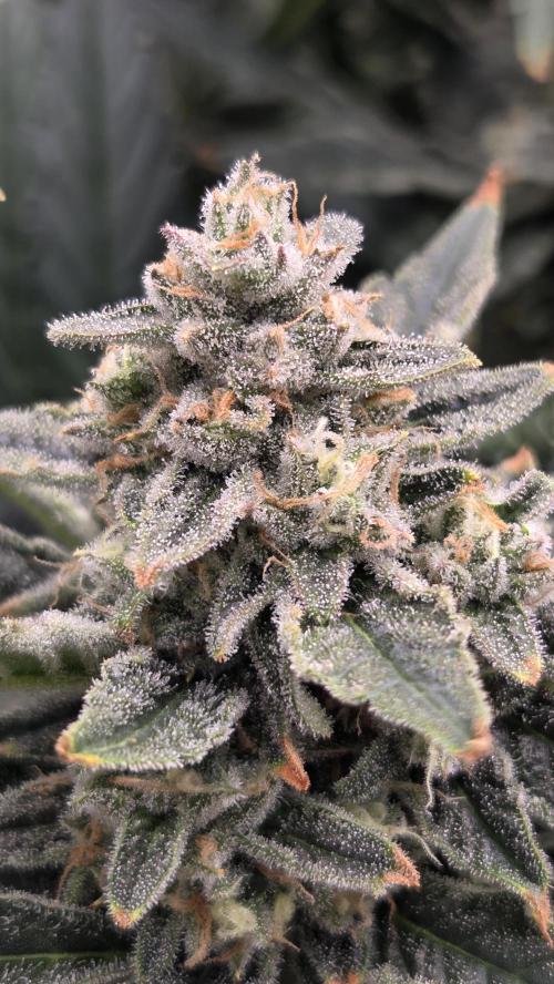DWC - Frostbanger ❄️💥. Week 11