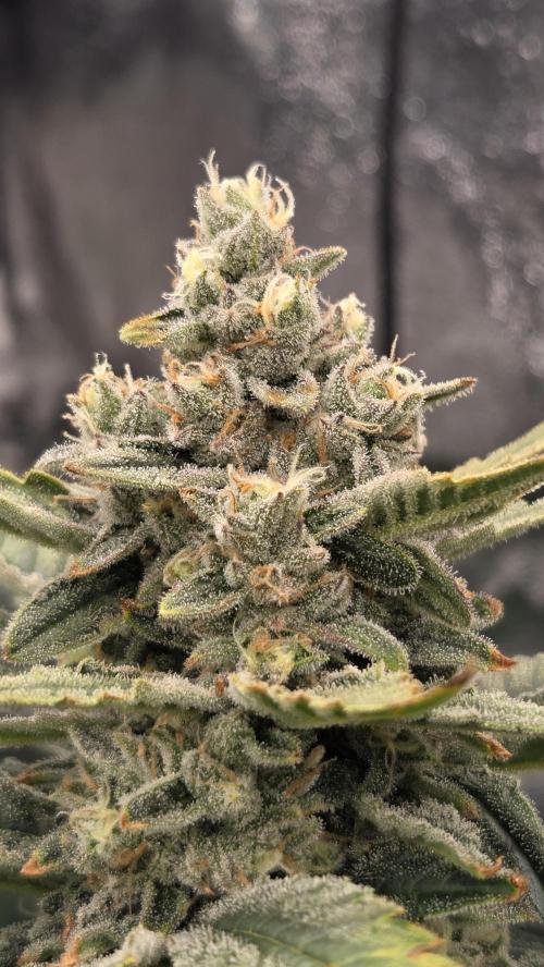 DWC - Frostbanger ❄️💥. Week 11