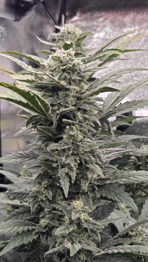 DWC - Frostbanger ❄️💥. Week 11