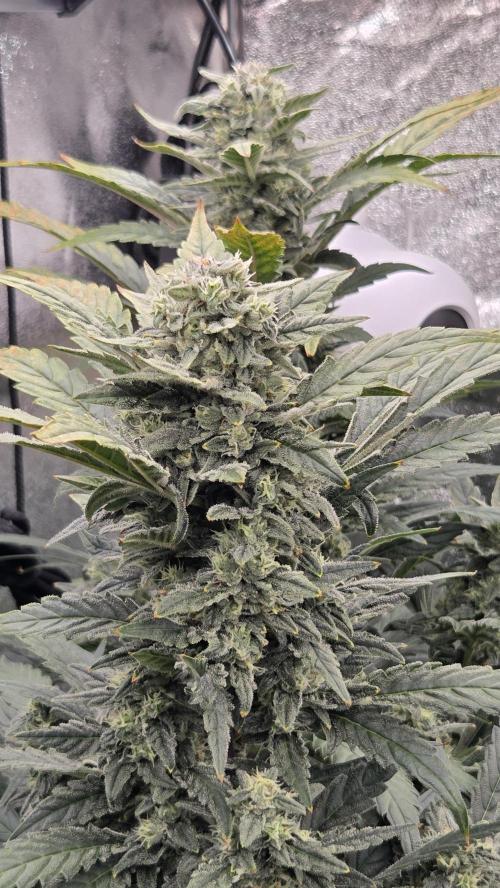 DWC - Frostbanger ❄️💥. Week 11