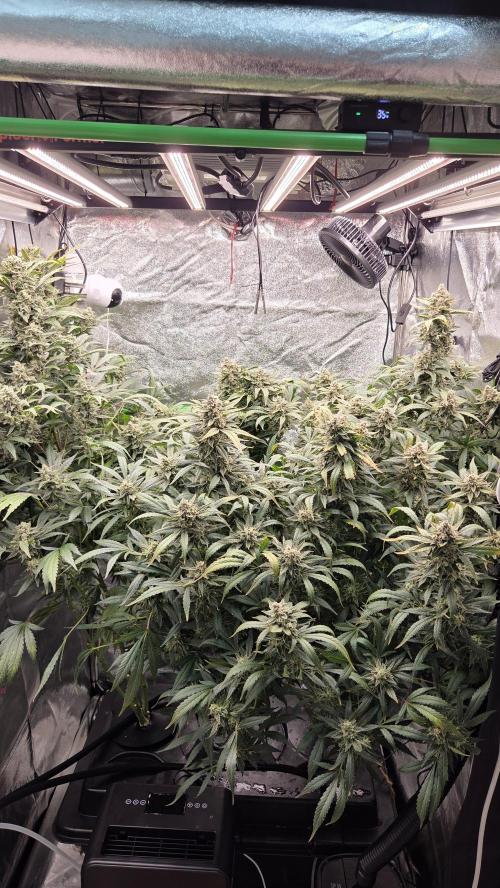 DWC - Frostbanger ❄️💥. Week 12