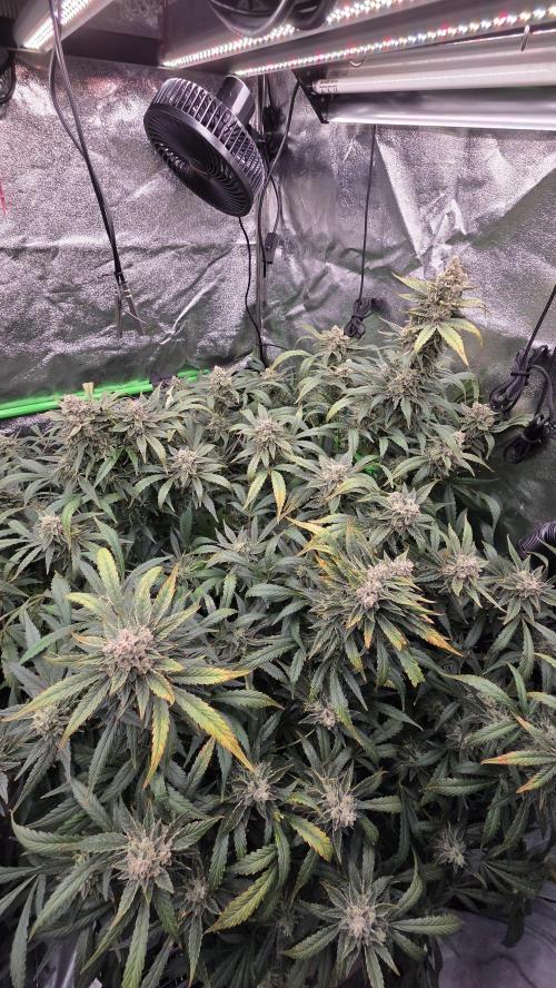 DWC - Frostbanger ❄️💥. Week 12