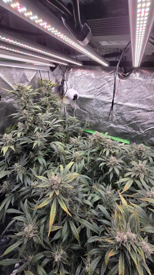 DWC - Frostbanger ❄️💥. Week 12