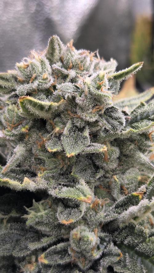 DWC - Frostbanger ❄️💥. Week 12