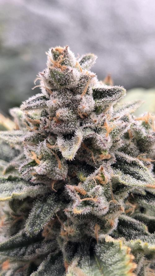 DWC - Frostbanger ❄️💥. Week 12