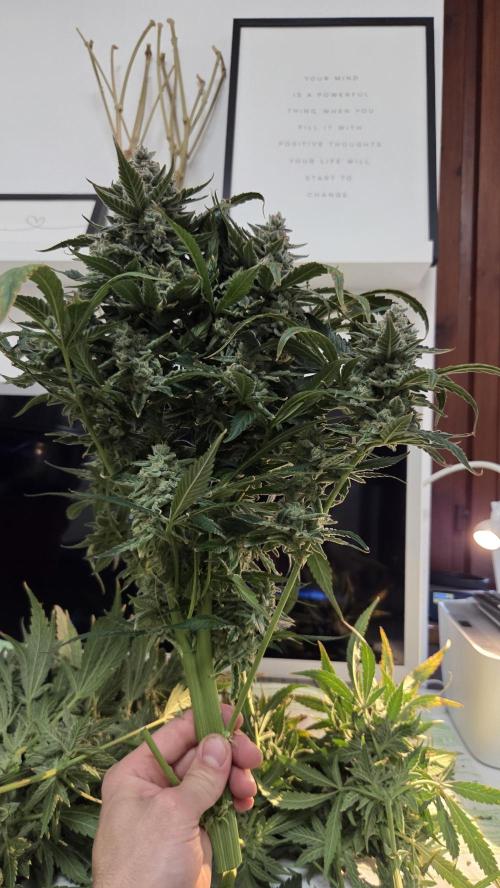 DWC - Frostbanger ❄️💥. Week 13