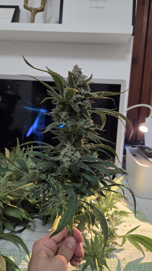 DWC - Frostbanger ❄️💥. Week 13